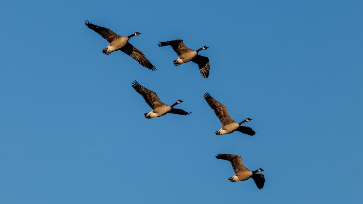 A group of Canadian geese in flight with clear blue sky as the backdrop.